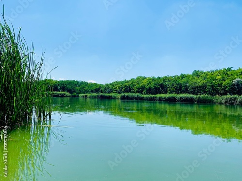 lake in the forest