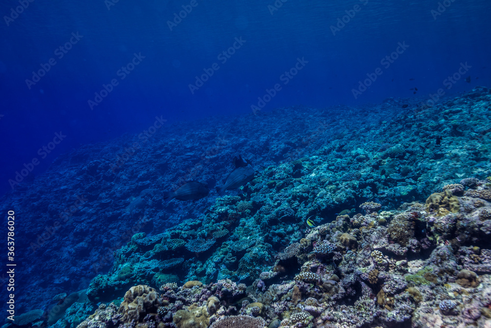 Fototapeta premium 海洋底に続くサンゴ礁の斜面。ブルーバック。ミクロネシア連邦ヤップ島