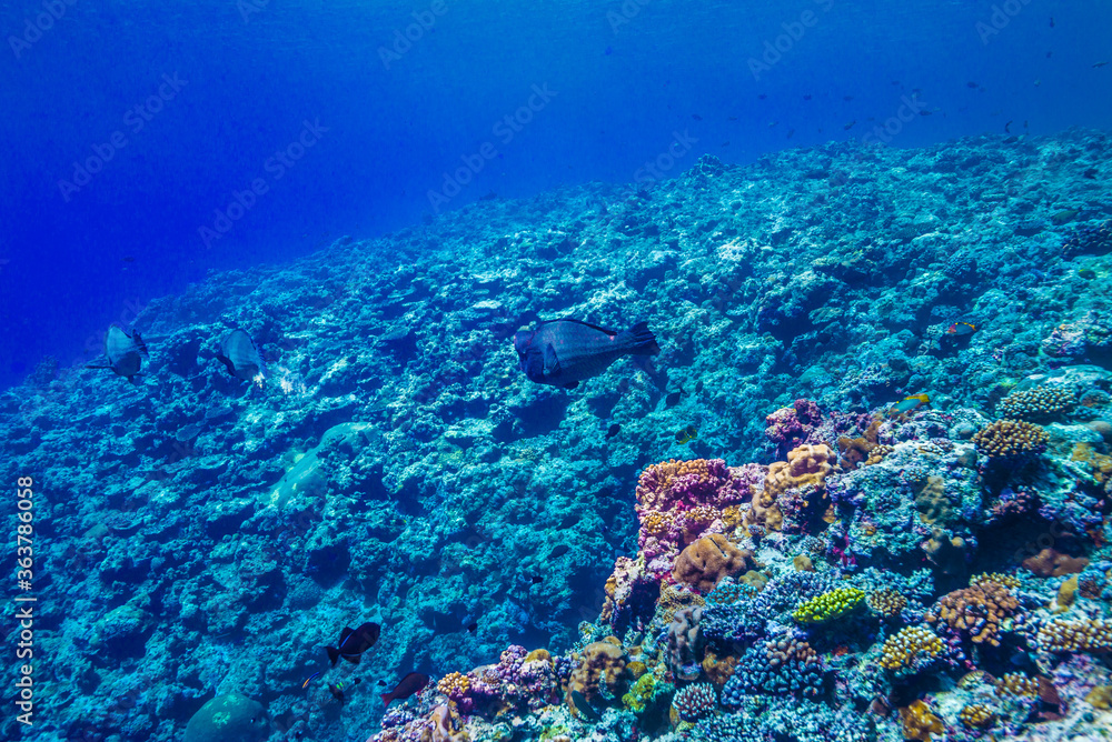 海洋底に続くサンゴ礁の斜面。ブルーバック。ミクロネシア連邦ヤップ島