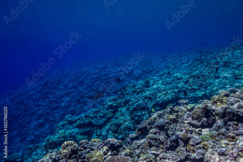 海洋底に続くサンゴ礁の斜面。ブルーバック。ミクロネシア連邦ヤップ島