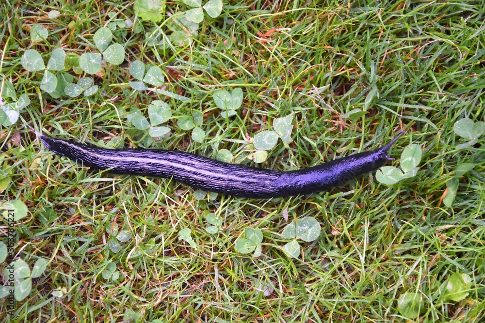 Fototapeta premium Nacktschnecke