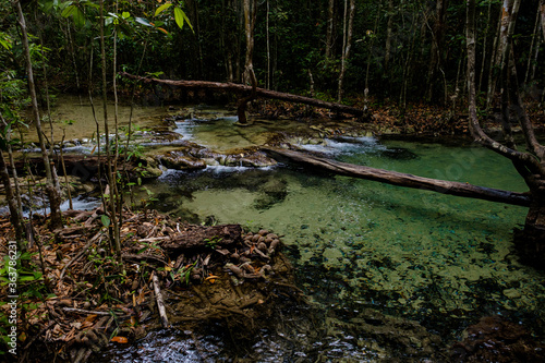 Fototapeta Naklejka Na Ścianę i Meble -  Tropical jungles of Southeast Asia in winter, Thailand
