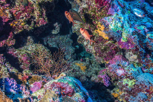 サンゴ礁の小さなケイブに群れるセグロマツカサウオ 、Myripristis violacea Bleeker, 1851。ミクロネシア連邦ヤップ島 photo