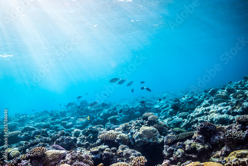 太陽光線が差し込むサンゴ礁。共生藻類が海中の二酸化炭素を取り込みサンゴ礁が形成されていく。ミクロネシア連邦ヤップ島
