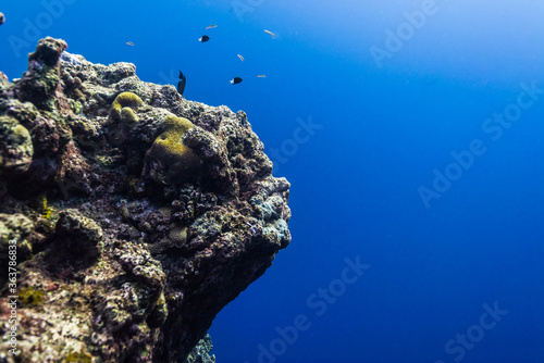 人面岩。自然の悪戯。サンゴ岩が人の横顔に見える。ミクロネシア連邦ヤップ島