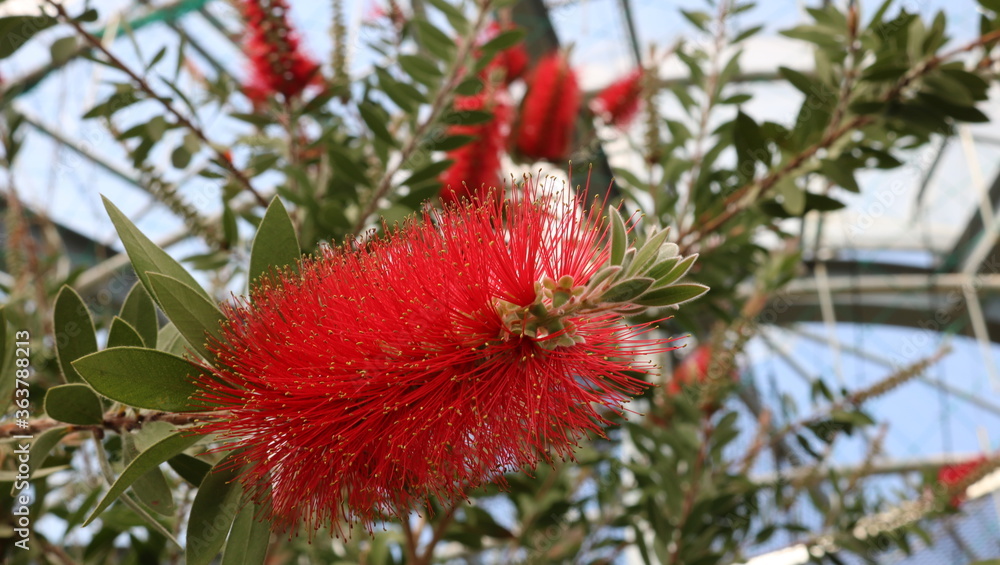 tropical flower in thailand