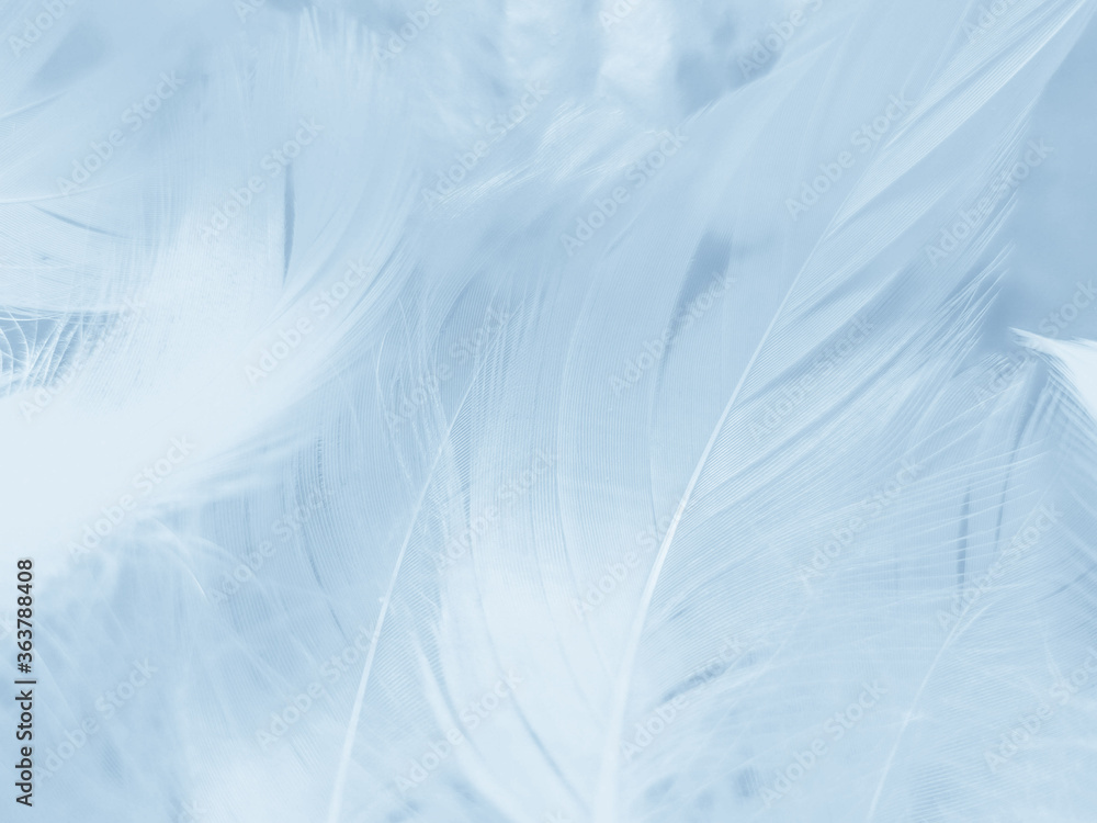 Obraz premium Beautiful abstract colorful blue feathers on white background and soft white feather texture on blue pattern and blue background, feather background, blue banners
