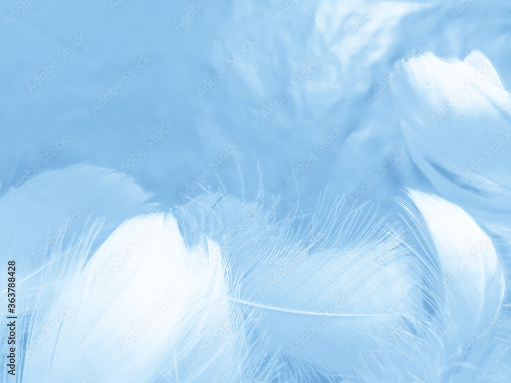 Beautiful abstract colorful blue feathers on white background and soft white feather texture on blue pattern and blue background, feather background, blue banners Beautiful abstract colorful blue feathers on white background and soft white feather texture on blue pattern and blue background, feather background, blue banners