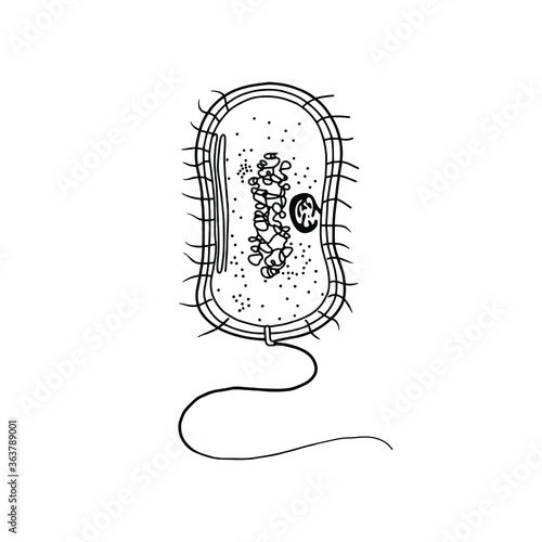A typical bacterial cell. Illustrating structural components.