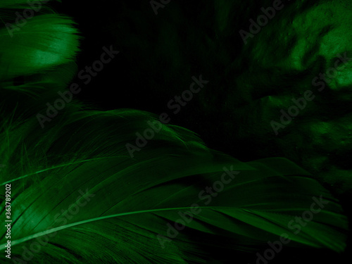 Beautiful abstract white and green feathers on black background and soft white feather texture on white pattern and green background, feather background, green banners