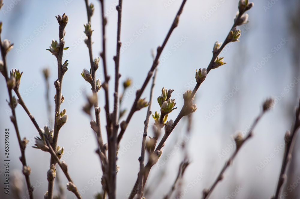 close-up background of a branch with young green leaves
close-up background of a branch with young green leaves