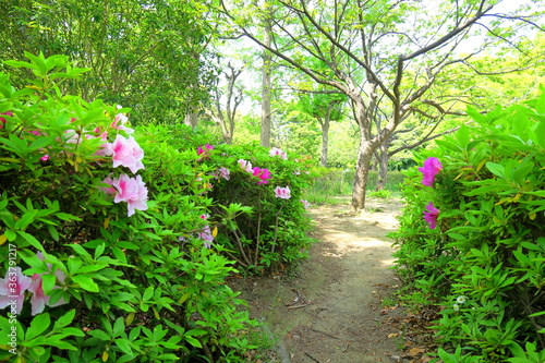躑躅咲く初夏の朝の公園風景