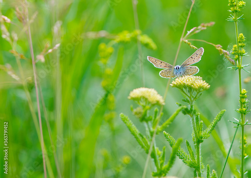  little butterfly sits on a wildflower in green grass