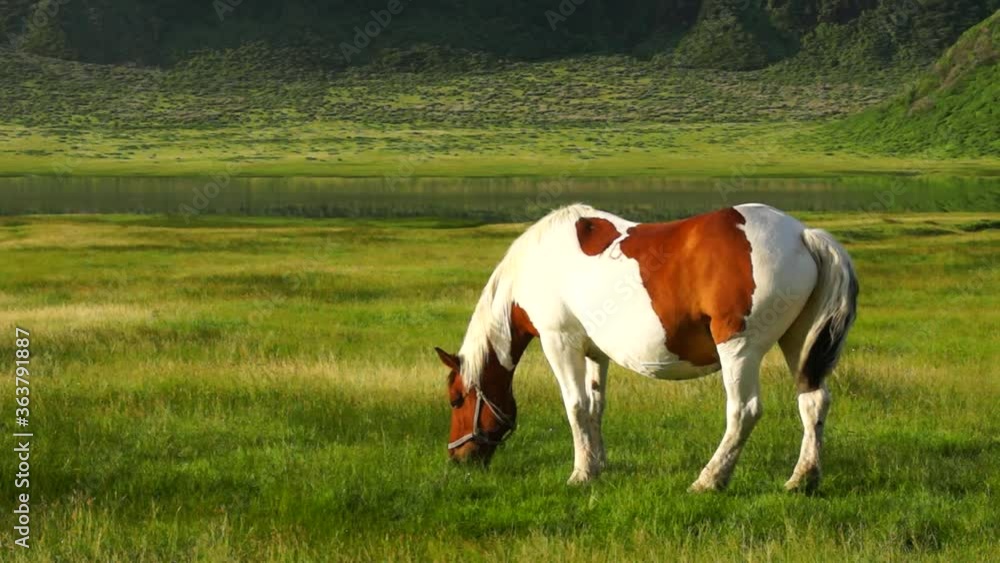 阿蘇草千里の馬 阿蘇草千里の馬