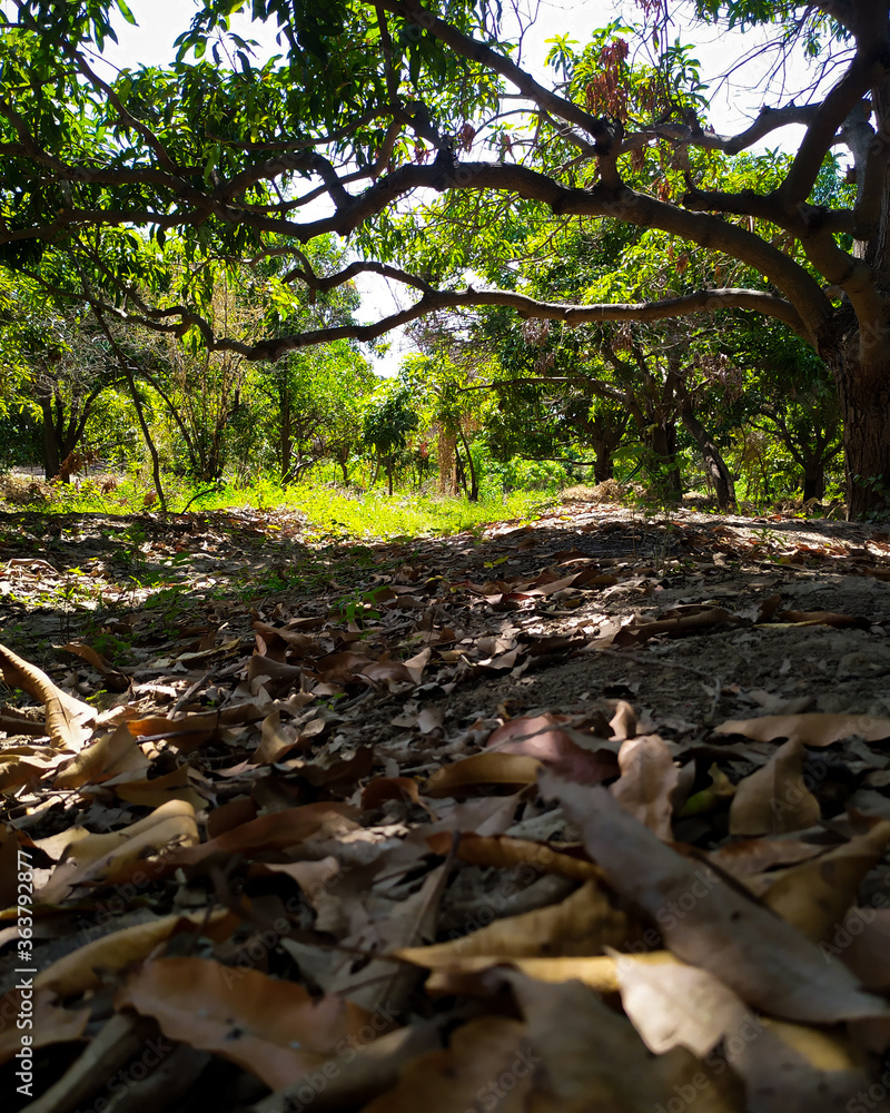 Obraz premium stream in the forest