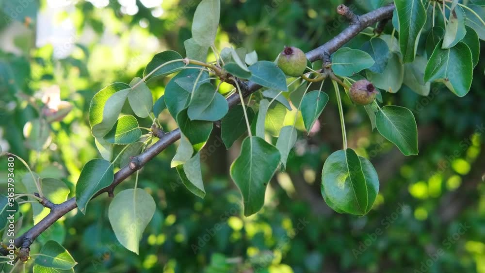 branch with tree leaves pear sways in the wind on a sunny day branch with tree leaves pear sways in the wind on a sunny day