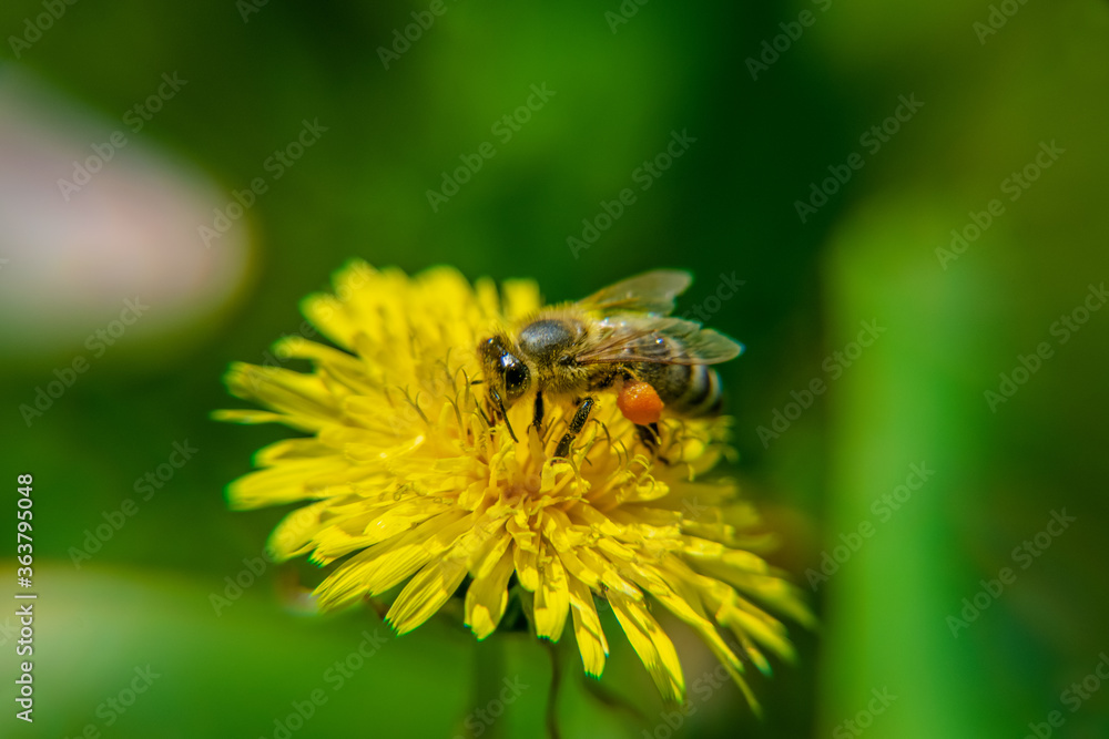 A bee on a beautiful yellow dandelion, Taraxacum erythrospermum A bee on a beautiful yellow dandelion, Taraxacum erythrospermum