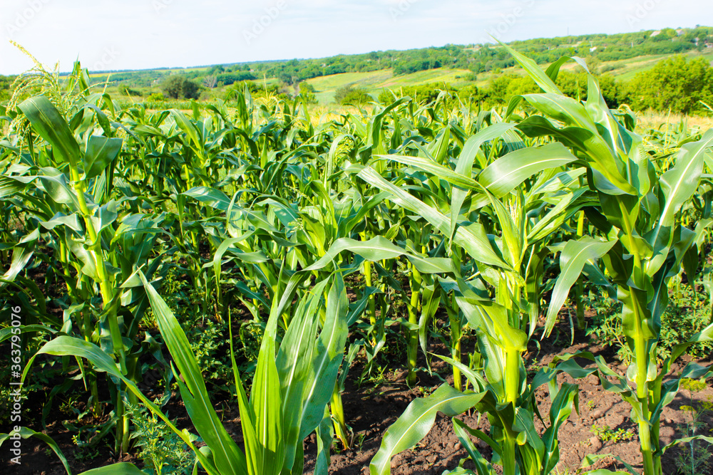 green corn field green corn field