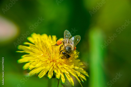 A bee on a beautiful yellow dandelion, Taraxacum erythrospermum photo