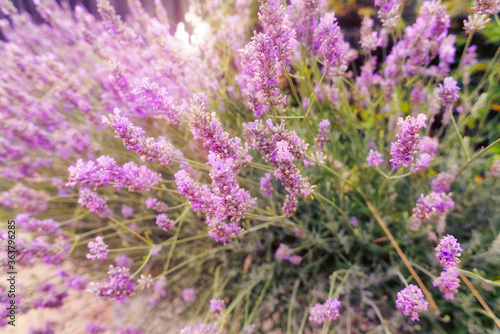 Flowers of Lavender in summer garden. Lavender background