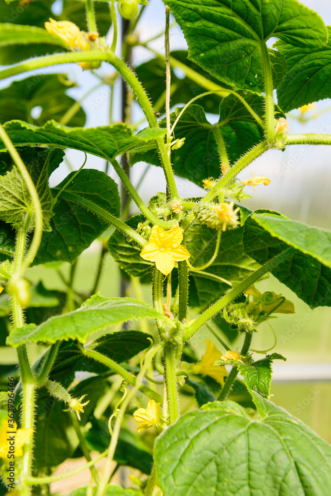 Obraz premium Cucumbers with flowers in the garden in a greenhouse. Farm cultivation of vegetables.