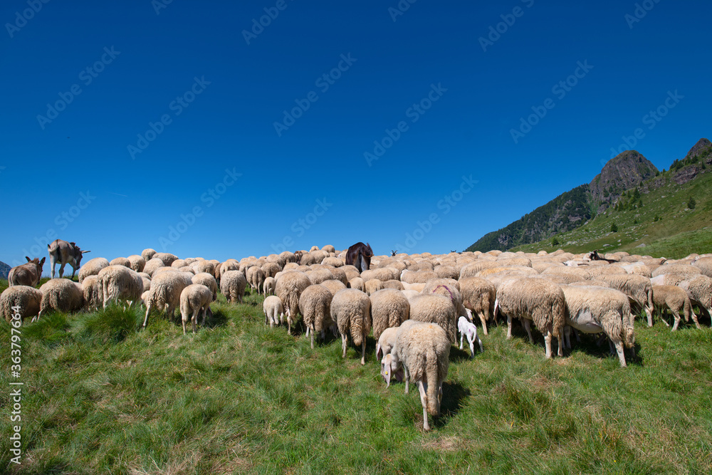 Flockof of sheep at the end of the transhumance towards the mountain - obrazy, fototapety, plakaty 