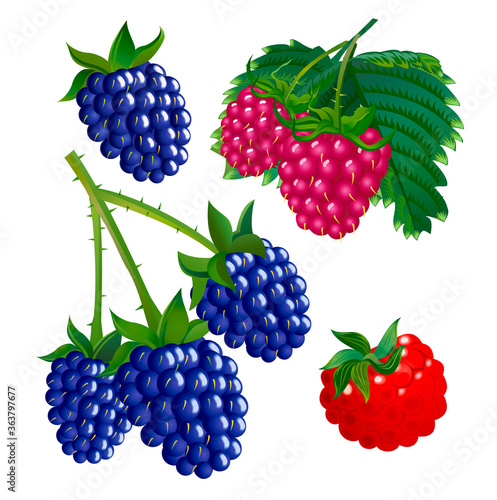 Set of raspberries and blackberries colourful drawing isolated on white.