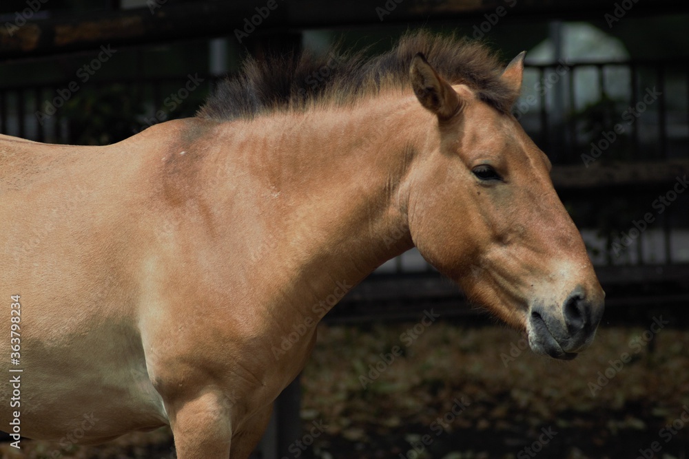 Fototapeta premium Animals at the Kyiv Zoo