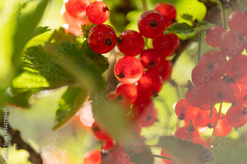 reife saftige Johannisbeeren hängen am Strauch im Sonnen Gegenlicht, Makroaufnahme mit selektiver Schärfe.