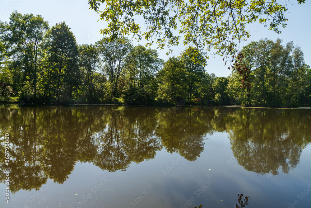 Pond with trees mirroring and clear sky in Pszczyna town in Poland