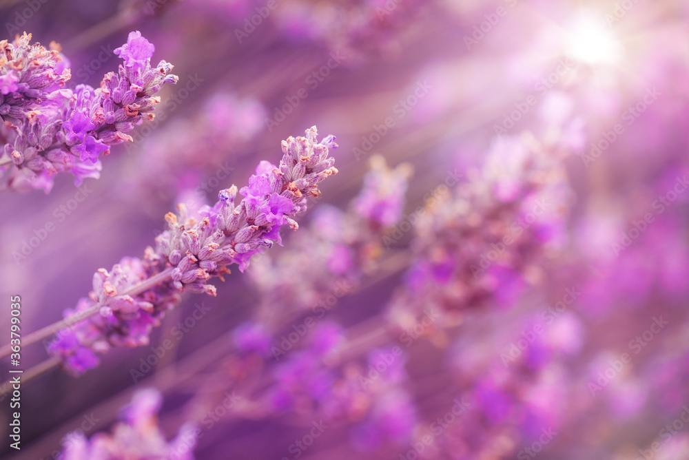 Fototapeta Flowers of Lavender in summer garden. Lavender background