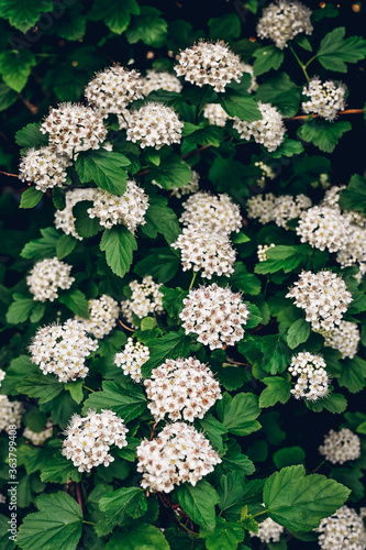 Lots of little white flowers. Background with small flowers.