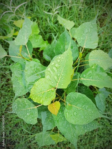 Wallpaper Mural green leaves and a bee Torontodigital.ca