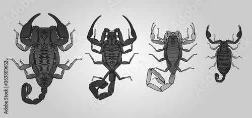 Set of 4 vector spiders. From left to right: Redknee tarantula, Nephila golden orb weaver, Argiope bruennichi, Argiope lobata and Cross spider.
 photo