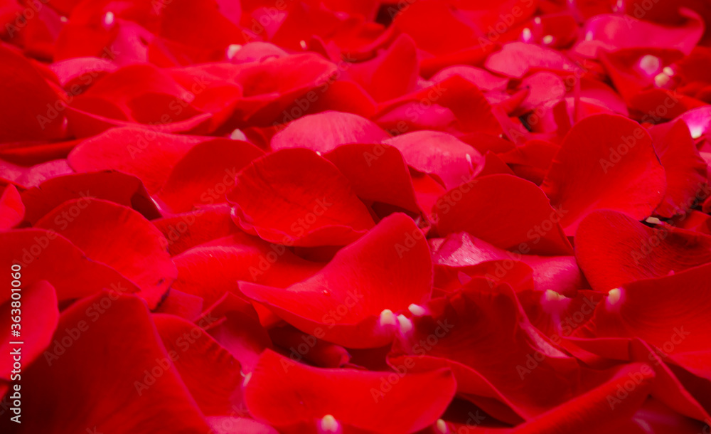 Natural floor of red rose flower petals with water drops Natural floor of red rose flower petals with water drops