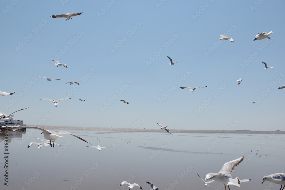 The seagulls on air above the sea water surface view horizon at Samutprakan, Thailand