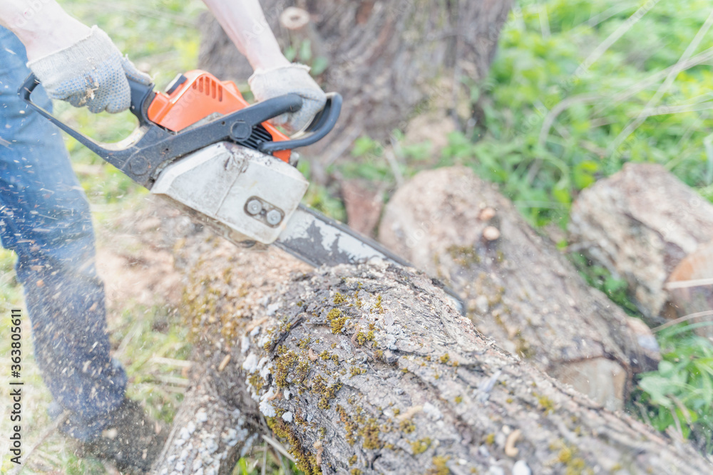 Naklejka premium farmer sawing a tree with a chainsaw, selective focus, focus on the foreground, blurry background