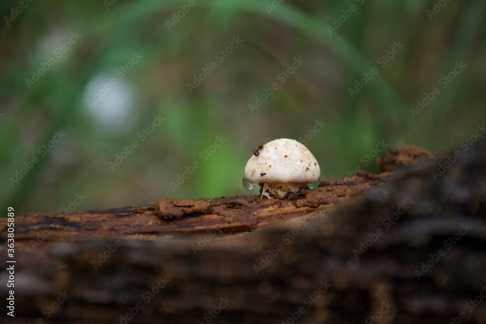 In the forest on a stump a mushroom with dew drops. In the forest on a stump a mushroom with dew drops.