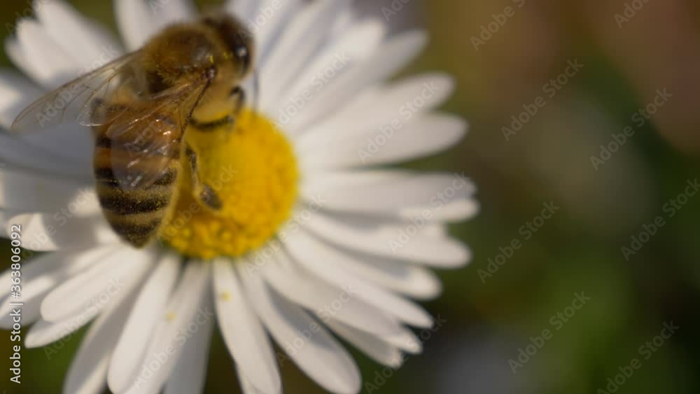 Honey Bee collecting nectar on a daisy. Selective focus shot with shallow depth of field. Honey Bee collecting nectar on a daisy. Selective focus shot with shallow depth of field.