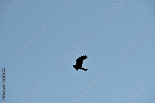 Black kite on a background of blue sky
