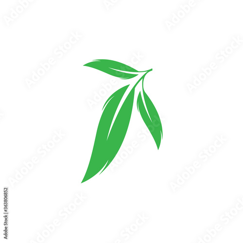 Eucalyptus leaves logo vector template design