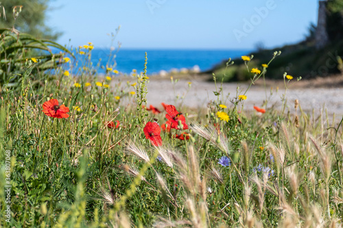 poppies and sea in spring in Corsica