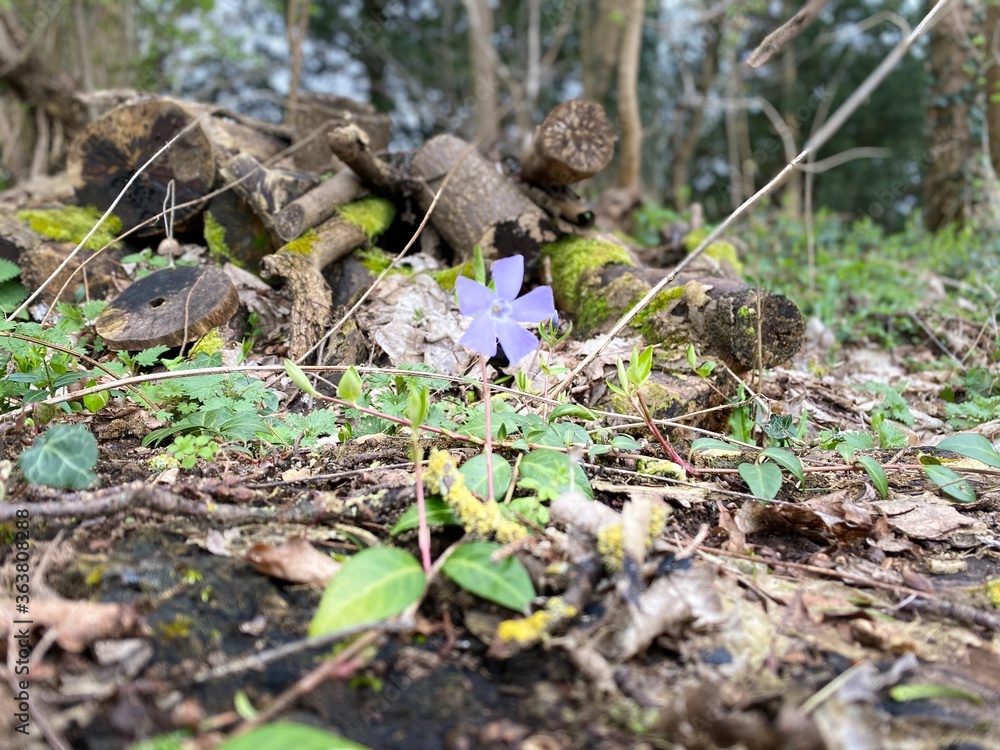 Obraz premium mushrooms in the forest