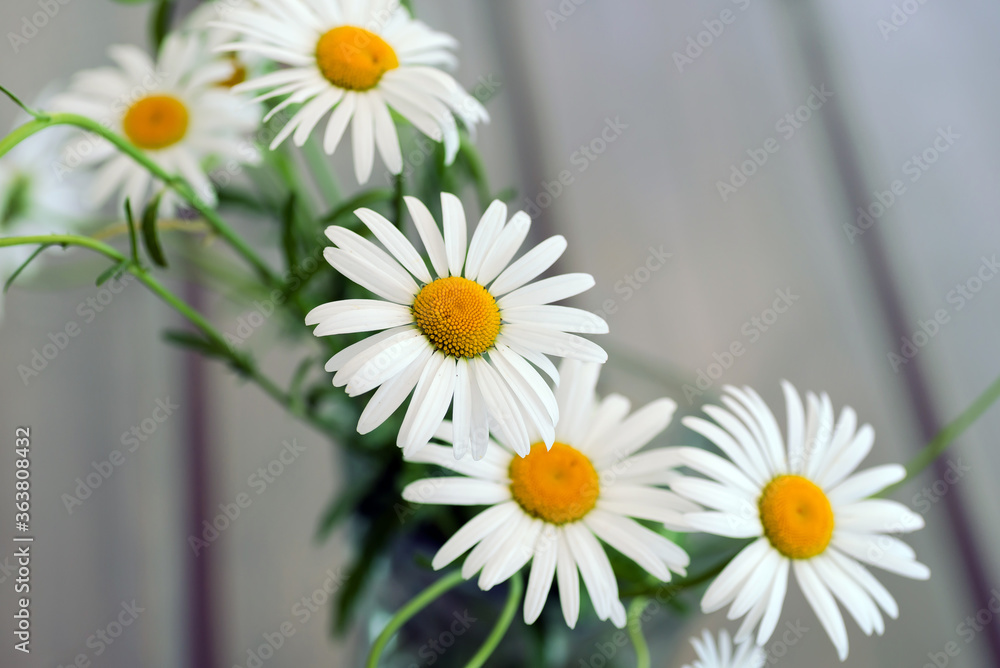 Obraz premium daisies bouquette on the table