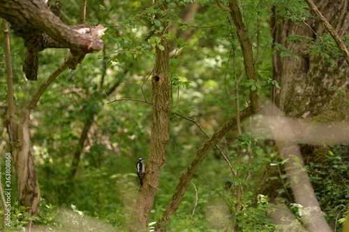 woodpecker in the forest