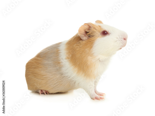 Cute funny guinea pig on white background