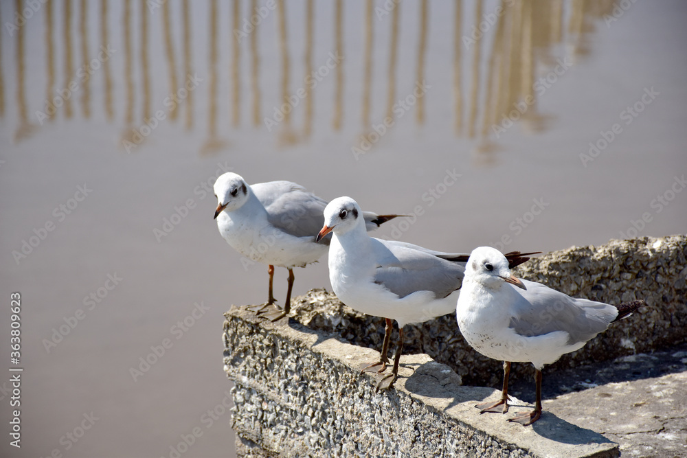 Obraz premium Seagull portrait against sea shore. Close up view of bird seagull sitting on the edge of the bridge at Bangpu Recreation Center, Samut Prakan, Thailand
