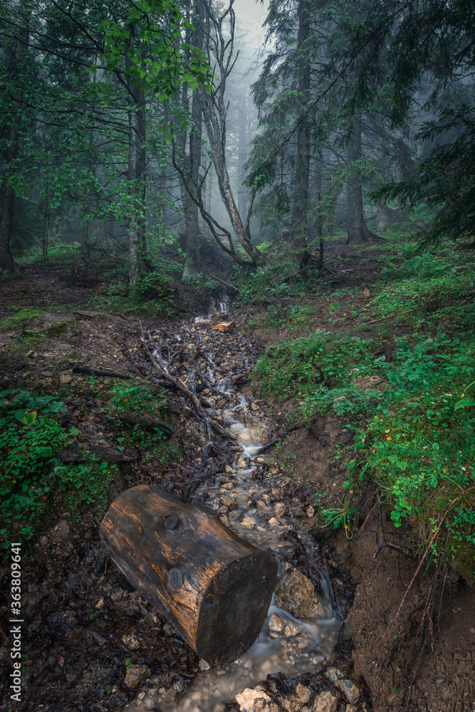 foggy day in the forest foggy day in the forest