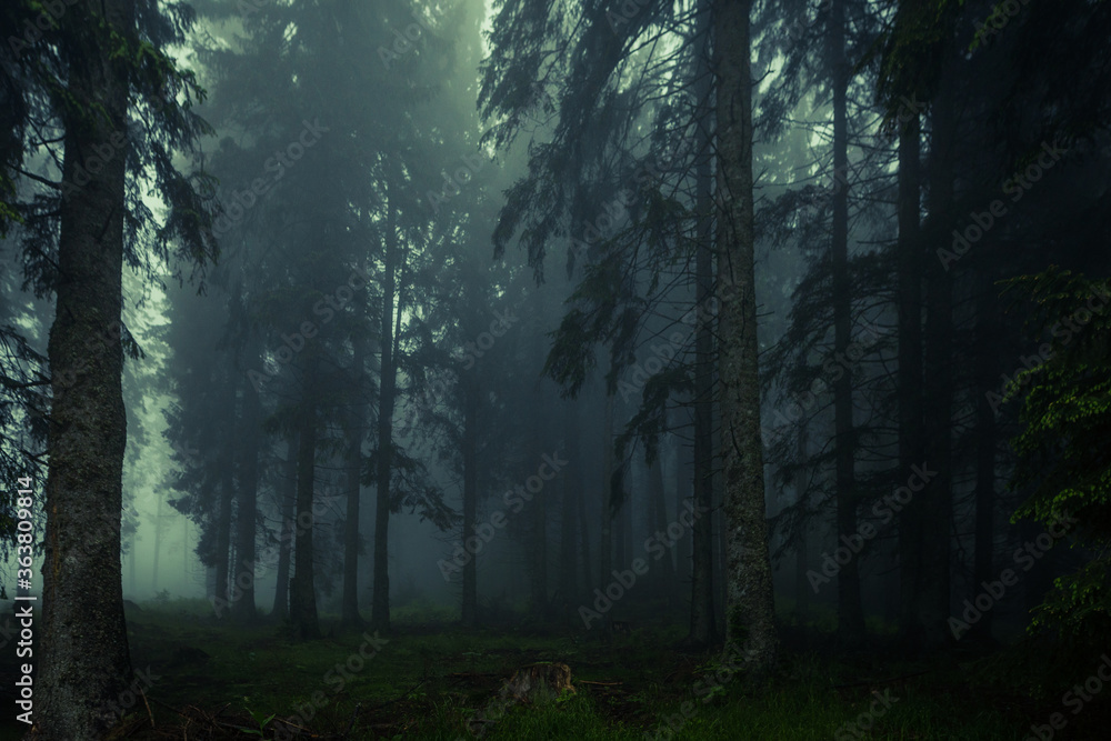 Obraz premium Mglisty mglisty las