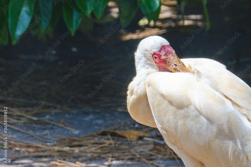Obraz premium Head shot of a African spoonbill, bird itches on its back, standing in the sun